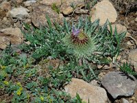 Jurinea moschus 4, Saxifraga-Ed Stikvoort