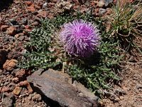 Jurinea moschus 6, Saxifraga-Ed Stikvoort