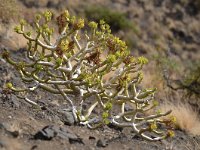 Kleinia neriifolia 13, Saxifraga-Tom Heijnen