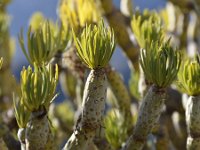 Kleinia neriifolia 16, Saxifraga-Tom Heijnen