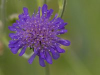 Knautia arvensis 39, Beemdkroon, Saxifraga-Jan Nijendijk