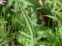 Knautia arvensis 42, Beemdkroon, Saxifraga-Sonja Bouwman