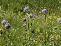 Knautia arvensis 1, Beemdkroon, Saxifraga-Jan van der Straaten