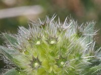 Knautia arvensis 10, Beemdkroon, Saxifraga-Rutger Barendse