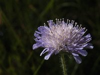 Knautia arvensis 12, Beemdkroon, Saxifraga-Jan van der Straaten