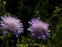 Knautia arvensis 13, Beemdkroon, Saxifraga-Jan van der Straaten