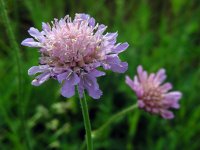 Knautia arvensis 14, Beemdkroon, Saxifraga-Ed Stikvoort