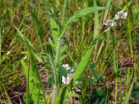 Knautia arvensis 15, Beemdkroon, Saxifraga-Ed Stikvoort