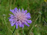 Knautia arvensis 16, Beemdkroon, Saxifraga-Ed Stikvoort