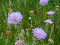 Knautia arvensis 17, Beemdkroon, Saxifraga-Ed Stikvoort