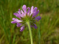 Knautia arvensis 19, Beemdkroon, Saxifraga-Ed Stikvoort