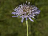 Knautia arvensis 2, Beemdkroon, Saxifraga-Jan van der Straaten