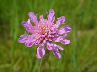 Knautia arvensis 21, Beemdkroon, Saxifraga-Ed Stikvoort