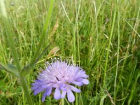 Knautia arvensis 22, Beemdkroon, Saxifraga-Rutger Barendse