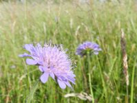 Knautia arvensis 23, Beemdkroon, Saxifraga-Rutger Barendse