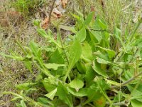 Knautia arvensis 25, Beemdkroon, Saxifraga-Rutger Barendse