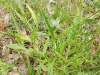 Knautia arvensis 26, Beemdkroon, Saxifraga-Rutger Barendse