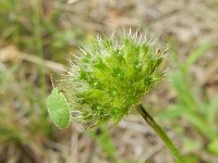 Knautia arvensis 27, Beemdkroon, Saxifraga-Rutger Barendse