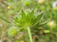 Knautia arvensis 28, Beemdkroon, Saxifraga-Rutger Barendse