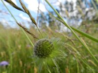 Knautia arvensis 29, Beemdkroon, Saxifraga-Rutger Barendse