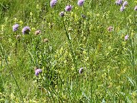 Knautia arvensis 3, Beemdkroon, Saxifraga-Jan van der Straaten