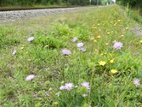 Knautia arvensis 30, Beemdkroon, Saxifraga-Rutger Barendse