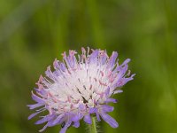 Knautia arvensis 31, Beemdkroon, Saxifraga-Jan Nijendijk