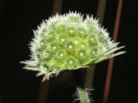 Knautia arvensis 32, Beemdkroon, Saxifraga-Rutger Barendse