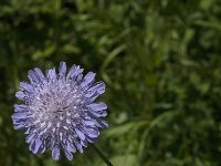 Knautia arvensis 34, Beemdkroon, Saxifraga-Jan van der Straaten