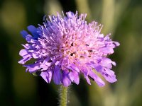 Knautia arvensis 35, Bemdkroon, Saxifraga-Bart Vastenhouw