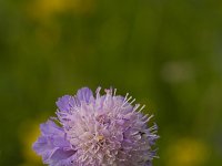 Knautia arvensis 36, Beemdkroon, Saxifraga-Jan Nijendijk