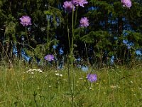 Knautia arvensis 37, Beemdkroon, Saxifraga-Ed Stikvoort