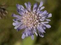 Knautia arvensis 38, Beemdkroon, Saxifraga-Willem van Kruijsbergen