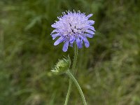 Knautia arvensis 4, Beemdkroon, Saxifraga-Jan van der Straaten