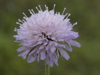 Knautia arvensis 40, Beemdkroon, Saxifraga-Willem van Kruijsbergen