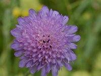 Knautia arvensis 5, Beemdkroon, Saxifraga-Willem van Kruijsbergen