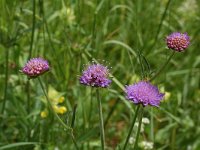 Knautia arvensis 6, Beemdkroon, Saxifraga-Willem van Kruijsbergen