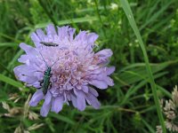 Knautia arvensis 7, Beemdkroon, Saxifraga-Rutger Barendse