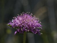 Knautia arvensis 8, Beemdkroon, Saxifraga-Willem van Kruijsbergen