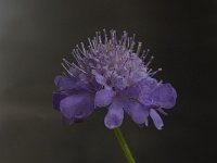 Knautia arvensis 9, Beemdkroon, Saxifraga-Willem van Kruijsbergen