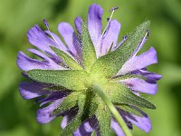 Knautia dipsacifolia 23, Bergknautia, Saxifraga-Sonja Bouwman  Bergknautia - Knautia dipsacifolia - Caprifoliaceae familie