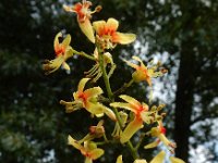 Koelreuteria paniculata 10, Gele zeepboom, Saxifraga-Ed Stikvoort : Millingerwaard