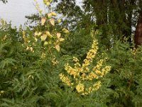 Koelreuteria paniculata 13, Gele zeepboom, Saxifraga-Ed Stikvoort : Millingerwaard