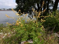 Koelreuteria paniculata 16, Gele zeepboom, Saxifraga-Ed Stikvoort : Millingerwaard