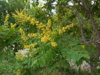 Koelreuteria paniculata 9, Gele zeepboom, Saxifraga-Ed Stikvoort