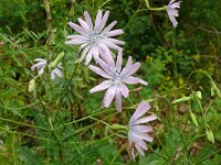 Lactuca perennis 34, Saxifraga-Hans Grotenhuis