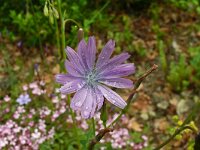 Lactuca perennis 35, Saxifraga-Hans Grotenhuis