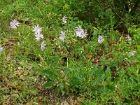 Lactuca perennis 37, Saxifraga-Hans Grotenhuis