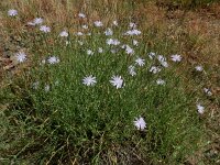 Lactuca perennis 39, Saxifraga-Ed Stikvoort : ZW van Cordiñanes de Valdeón s9900