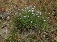 Lactuca perennis 40, Saxifraga-Ed Stikvoort : ZW van Cordiñanes de Valdeón s9900
